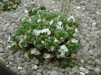 スルカツム ectypum ssp. sulcatum Conophytum コノフィツム 多肉植物