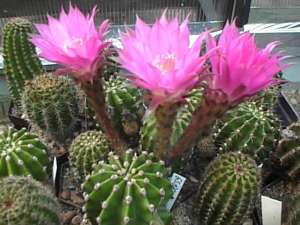 cactus.jpg (14707 Byte)