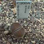 villettii ssp. kennedyi