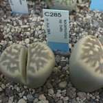 karasmontana ssp. bella