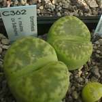 bromfieldii v.insularis cv.Sulphurea