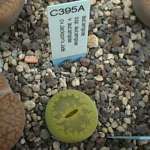 aucampiae cv.Jackson's Jade