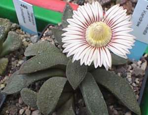 aloinopsis.jpg (12744 Byte)