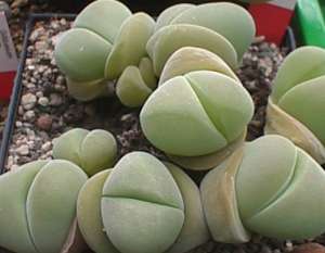 gibbaeum.jpg (10333 Byte)
