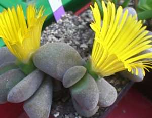 glottiphyllum.jpg (11089 Byte)