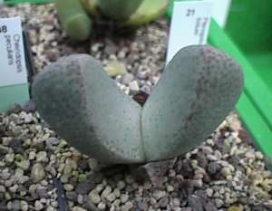 pleiospilos.jpg (11571 Byte)