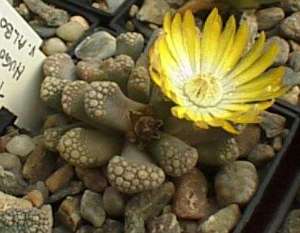 titanopsis.jpg (12924 Byte)